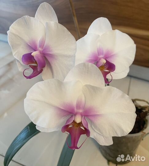 Орхидея фаленопсис размер цветка 9,5 см