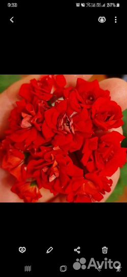 Взрослые розебудные герани