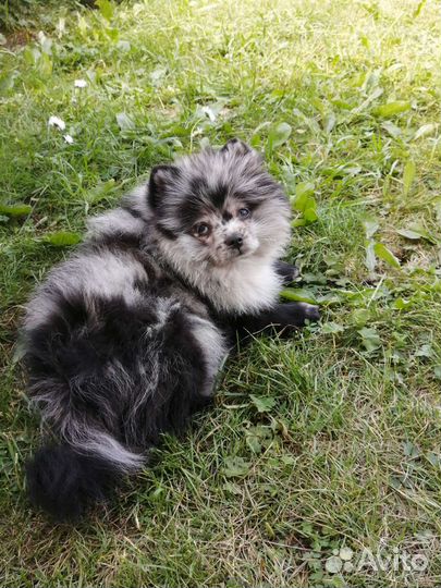 Померанский шпиц