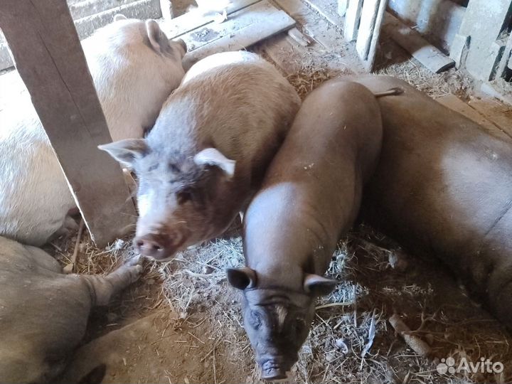 Вислобрюхие свиньи