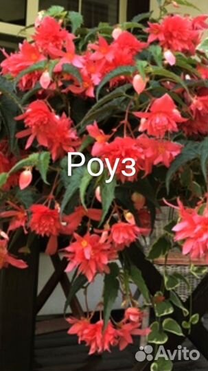 Бегония беллекония Салмон,Роуз