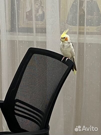 Попугай корелла