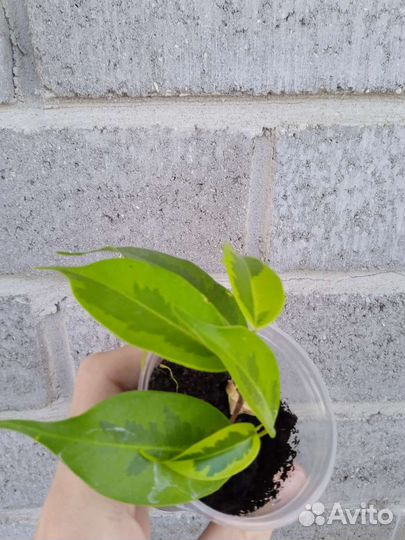 Фикусы сортовые разные 6