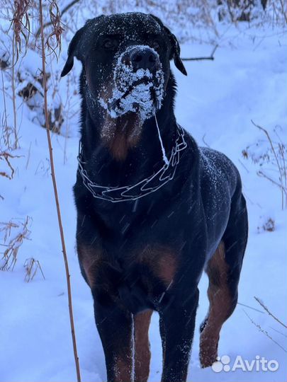 Вязка Ротвеллер кабель