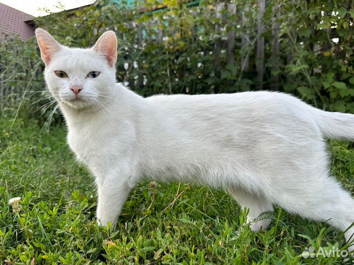Кот разноглазик