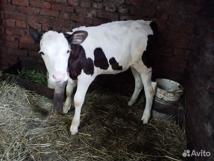 Продам телят телочек
