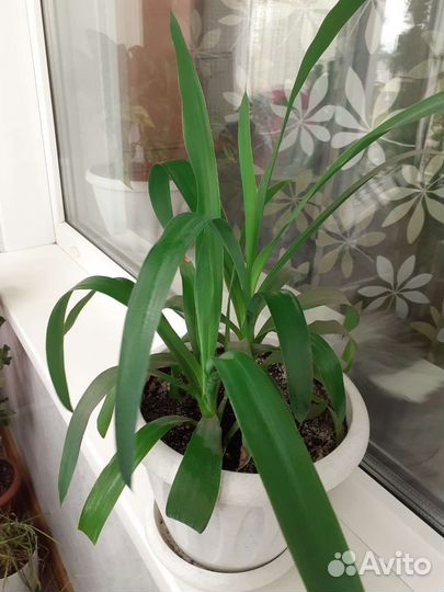 Аглаонема, пальма,кротон
