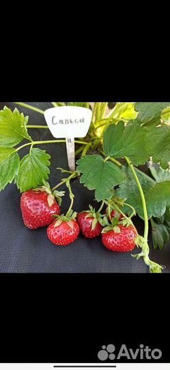 Саженцы клубники