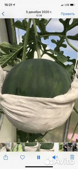 Рассада арбуза и дыни,тыквы мускатной