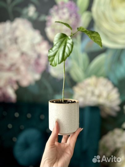 Гибискус китайская роза черенок