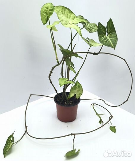 Комнатные цветы Сингониум