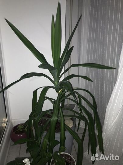 Пальма кордилина