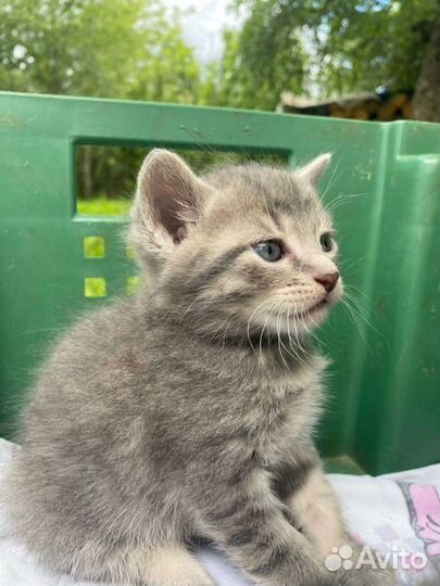 Кошка в дар