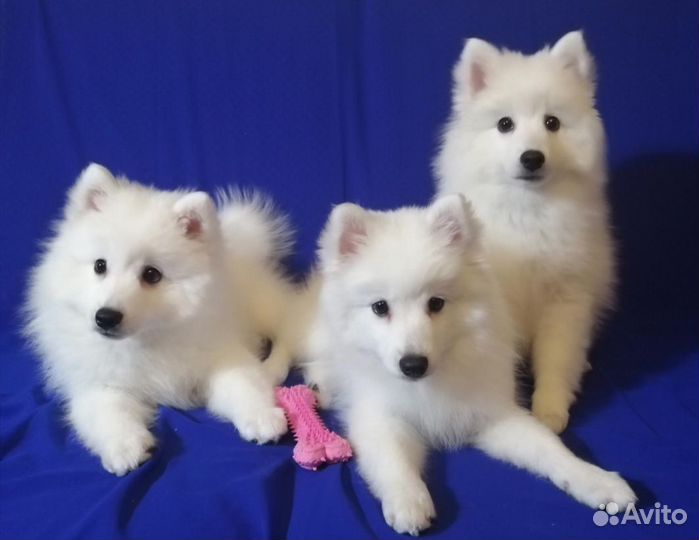 Японский шпиц. Щенки