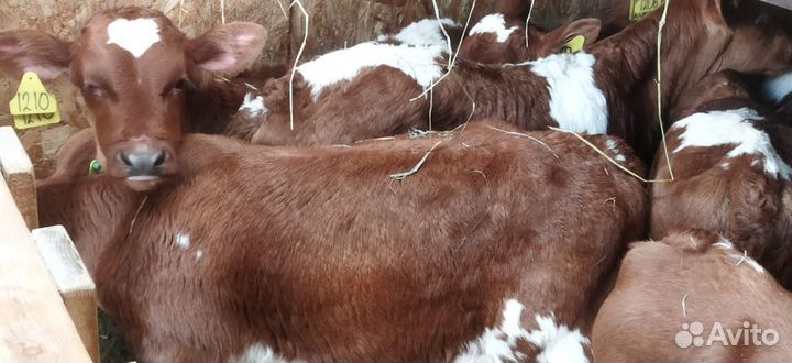 Телята с бесплатной доставкой и выбором