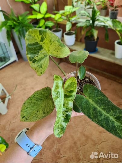 Филодендрон параисо верде