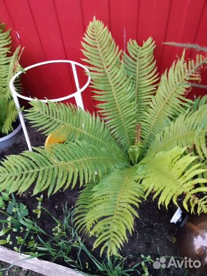 Папоротник страусник