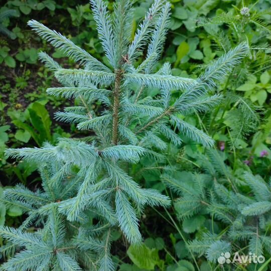 Саженцы ель голубая