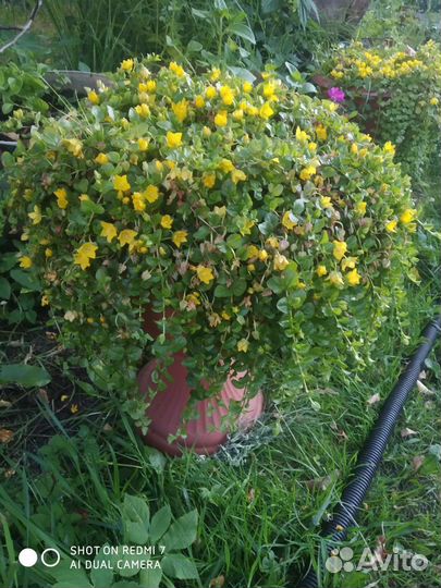 Лизимахия.Вербейник монетчатый