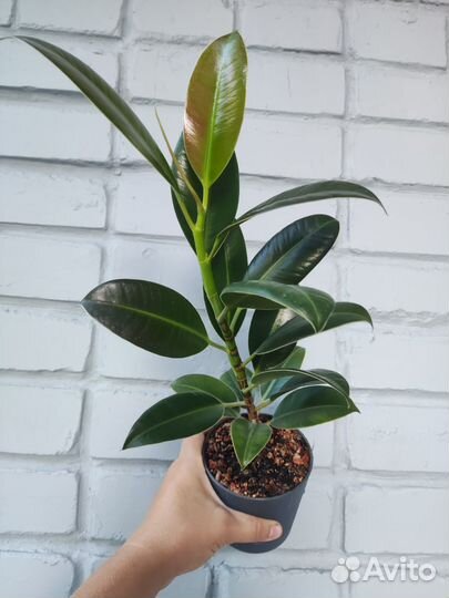 Фикус Мелани Банан Киевский карлик Карисса