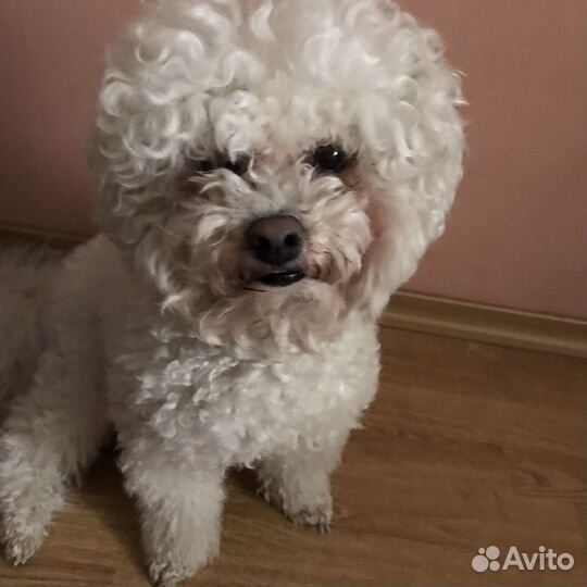 Передержка собак