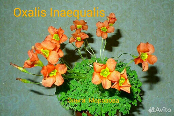 Кислицы(оксалисы) сортовые.Луковки