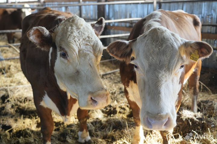 Коровы Герефорд класса класса элита и элита-рекорд