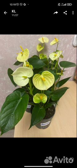 Комнатные цветы антуриум