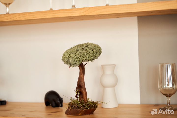 Цетрария живое дерево