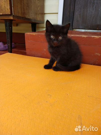 Котенок в дар