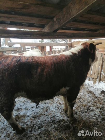 Быки герефорд на племя