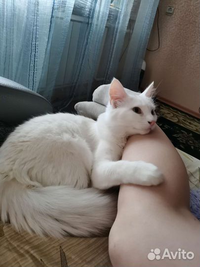 Турецкая ангора