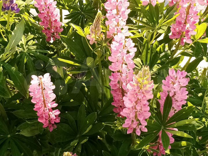 Участок 6 сот. (СНТ, ДНП)