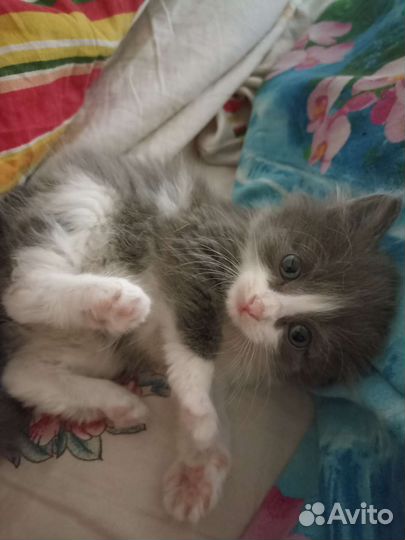 Пушистый котёнок