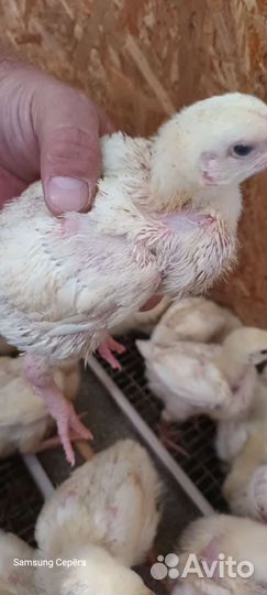 Цыплята бройлеры, доминант, Кучинская юбилейная