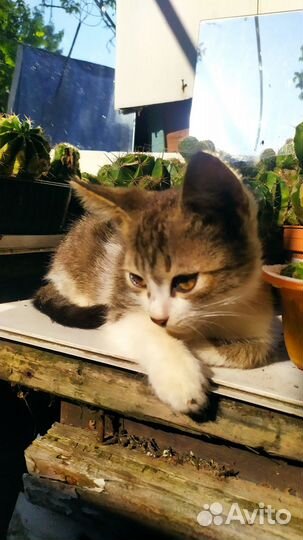 Котята от сибирской кошки