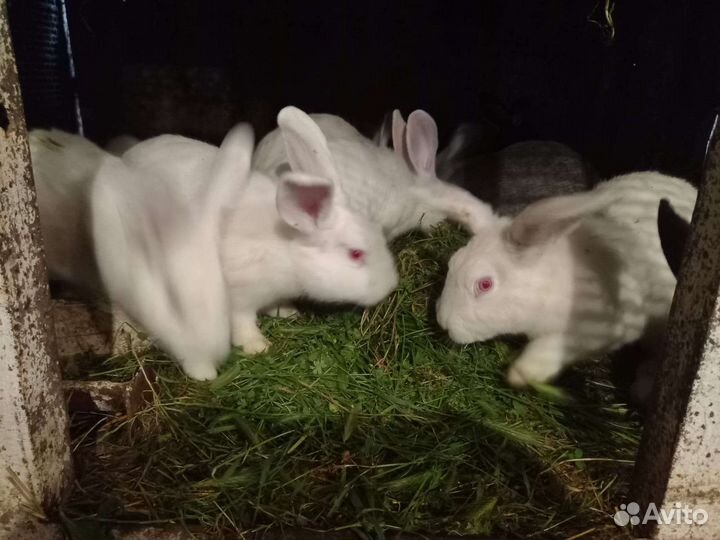 Продаются кролики