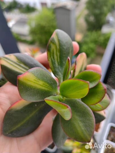 Крассула Solana