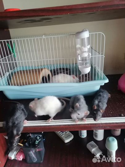 1 мальчик 3 девочки по 2 месяца