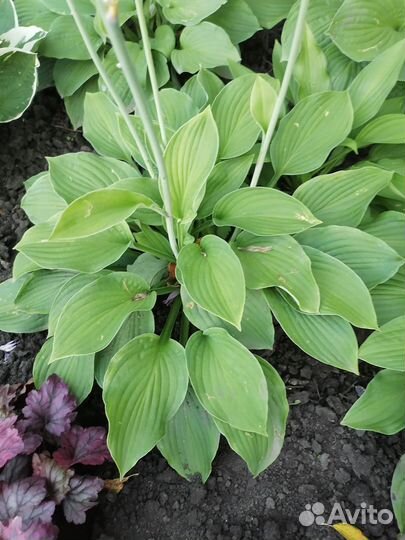 Хоста растение