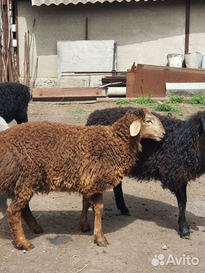 Овцы бараны ягнята