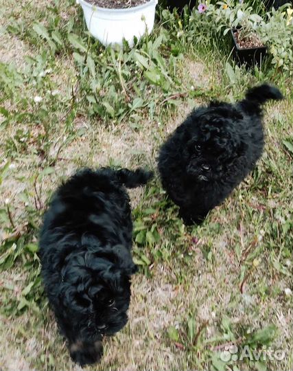 Красавчики мальтипу