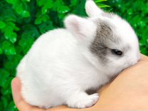 Мини карликовый кролик - самый маленький и ручной