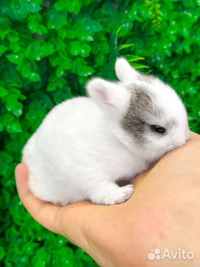 Мини карликовый кролик - самый маленький и ручной