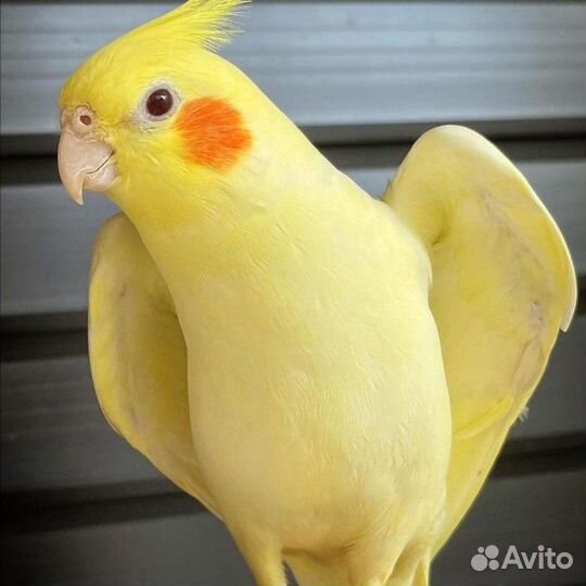 Попугай Корелла с клеткой