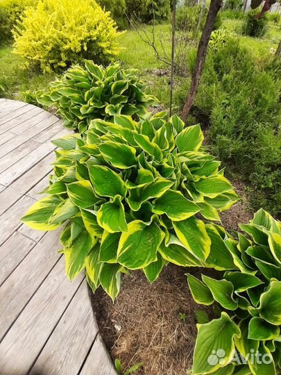 Садовая хоста