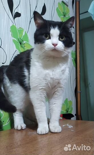 Кот Саймон