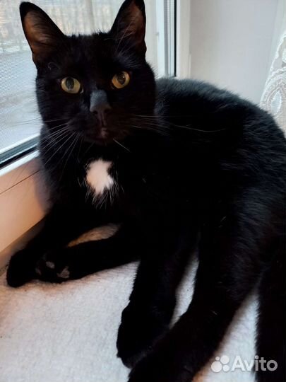 Сиротка ищет дом