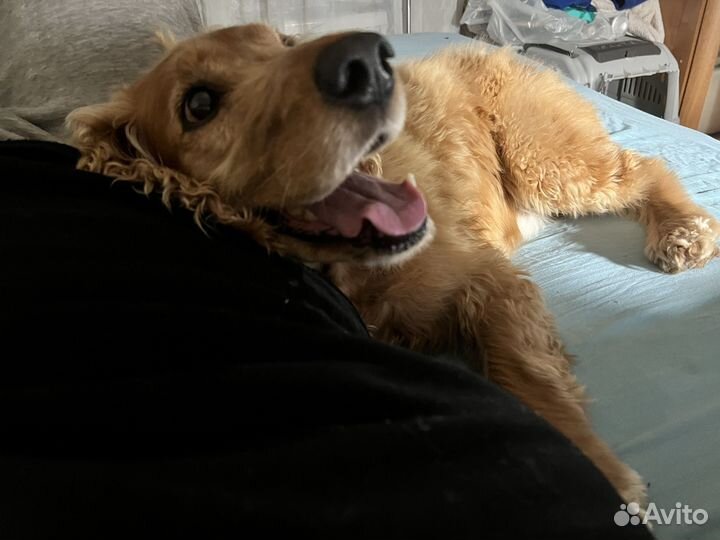 Передержка собак и кошек