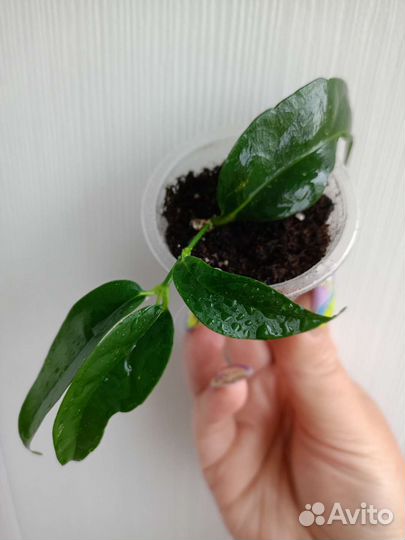 Хойя. Разные виды